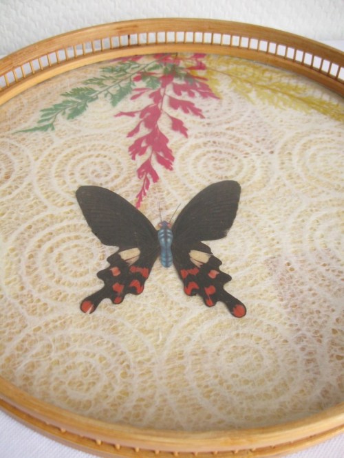Bild 5 von 50er Tabelett und Untersetzer Schmetterling