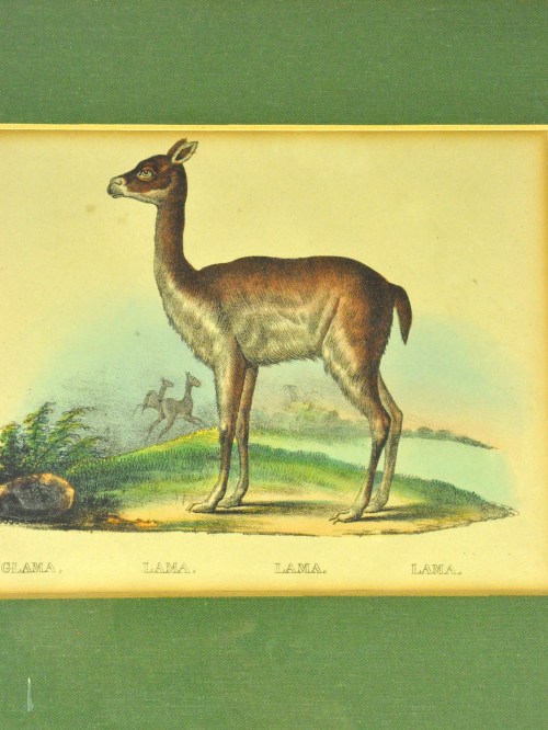 Bild 2 von Lihographie 1840 Arnz