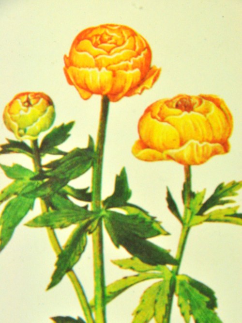 Bild 3 von 60er Blumen Bild