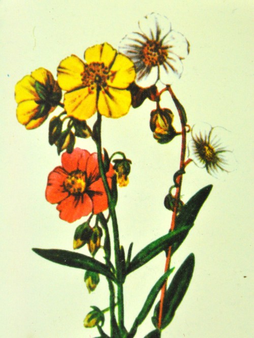 Bild 3 von 60er Blumen Druck