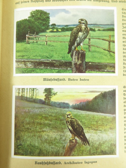 40er Vogelbuch, Cigaretten Bilder von 1936