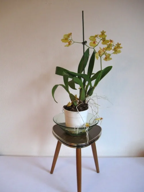 Bild 6 von 50er Blumenschemel