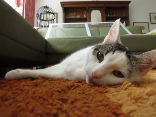 Bild 7 von 70er Schurwolle Teppich