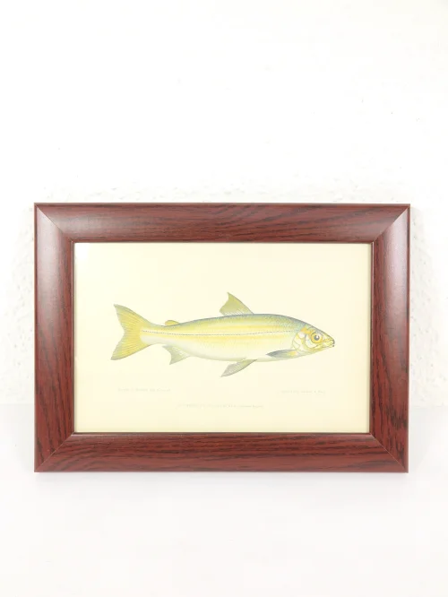 Bild 1 von 1876 Bild Felchen Stich/Radierung