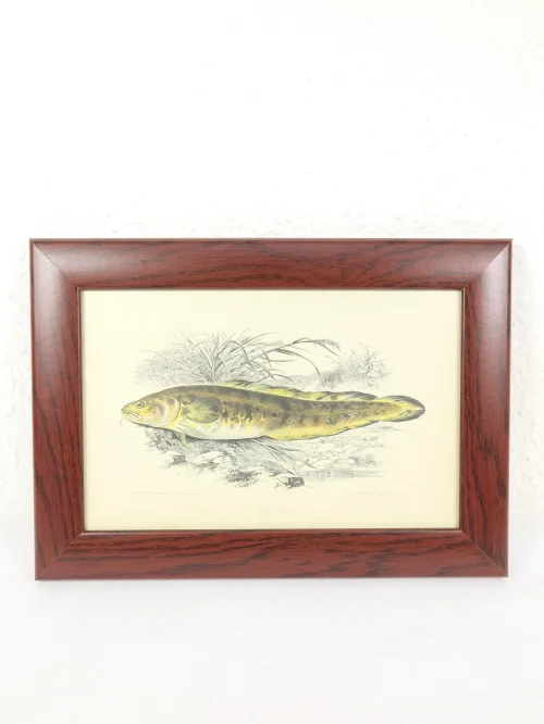 Bild 1 von um 1860 Bild Lotte Fisch Stich/Radierung