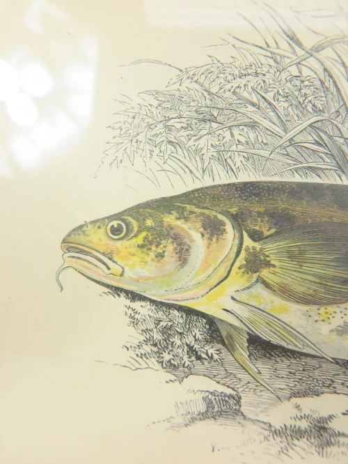Bild 4 von um 1860 Bild Lotte Fisch Stich/Radierung
