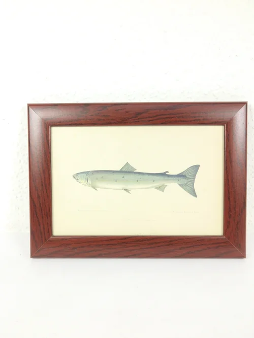 Bild 1 von Radierung/Stich Lachs von 1876