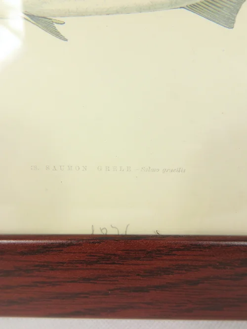 Bild 3 von Radierung/Stich Lachs von 1876