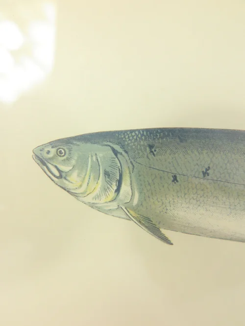 Bild 4 von Radierung/Stich Lachs von 1876