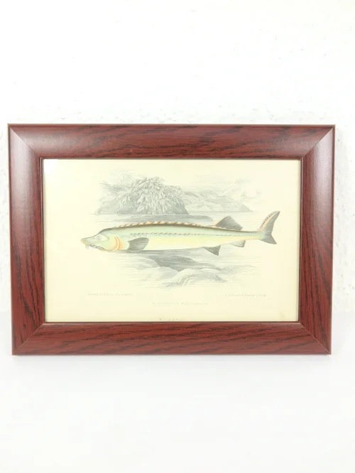 Bild 1 von Radierung/Stich Stör Fisch von 1876