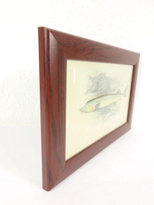 Bild 2 von Radierung/Stich Stör Fisch von 1876