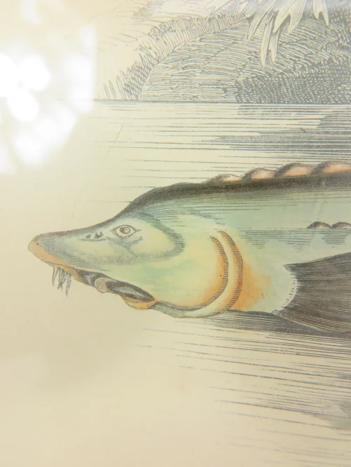 Bild 3 von Radierung/Stich Stör Fisch von 1876