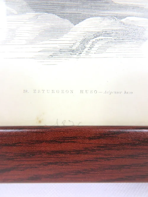 Bild 4 von Radierung/Stich Stör Fisch von 1876