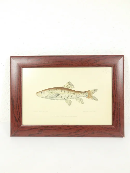 Stich/Radierung  Barbe von 1876