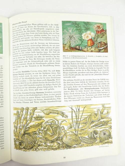 Bild 6 von 50er Sammelbilder Tierwelt der Heimat