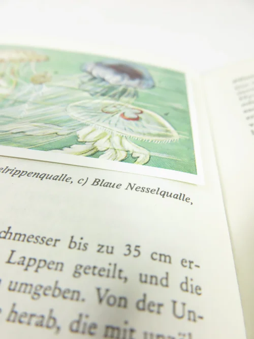 Bild 7 von 50er Sammelbilder Tierwelt der Heimat